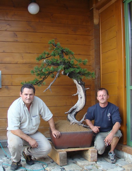 Development of Big Pine (Pinus mugo 2003) Pro_710