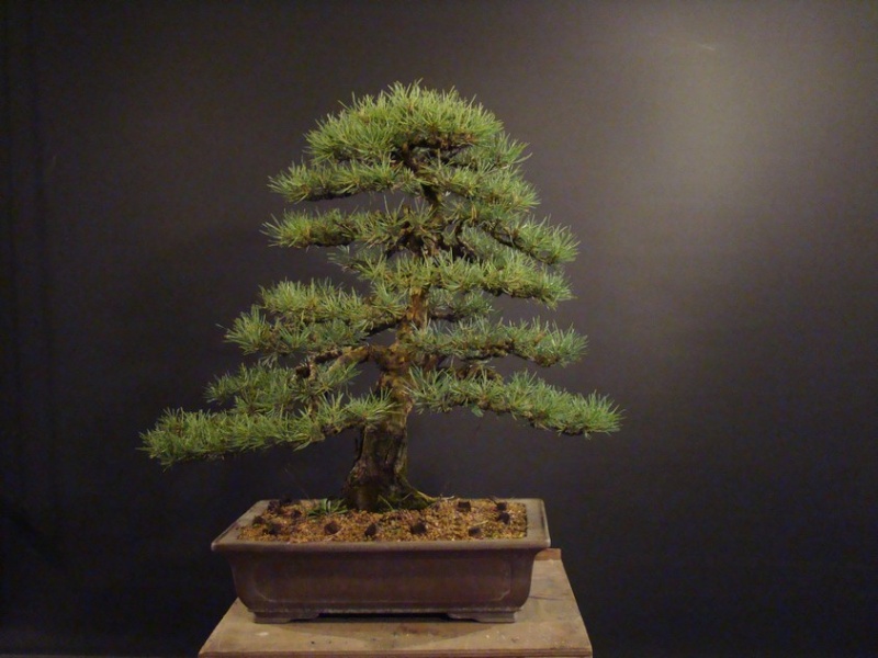 Pinus sylvestris 2003 - restyling Psk_0010