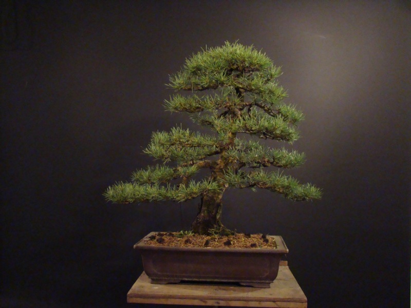 Pinus sylvestris 2003 - restyling Psk_0011