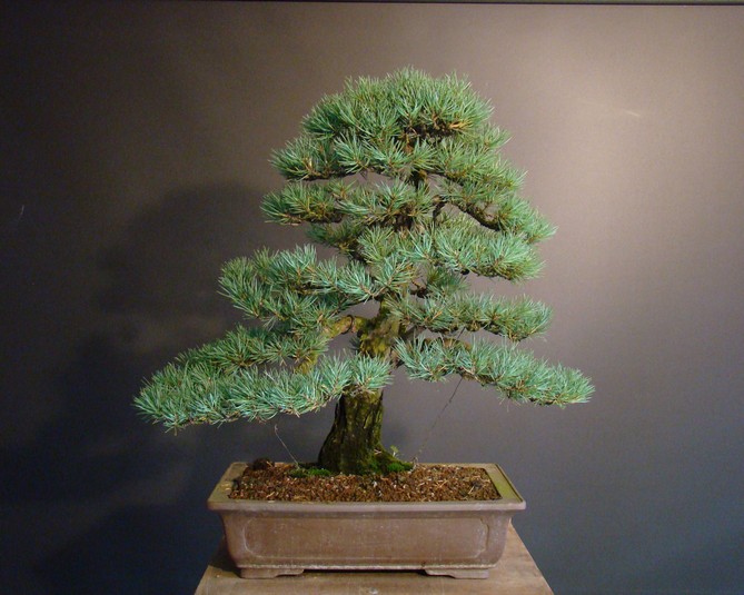Pinus sylvestris 2003 - restyling Psyk_010