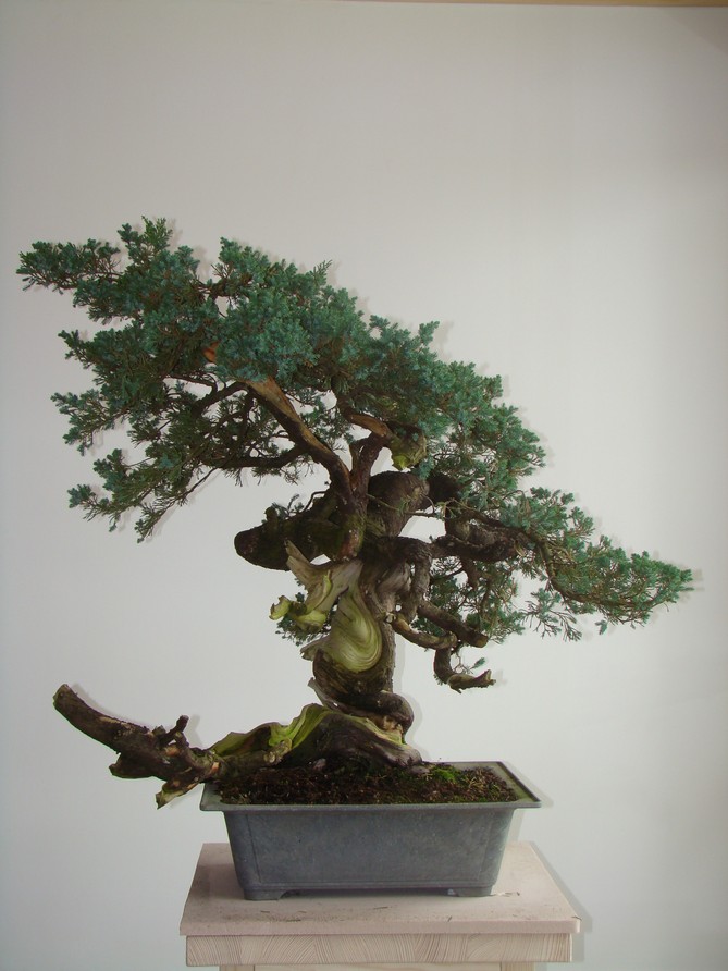 Juniperus formosana 2007 (owner M.Škrabal) - first styling Ro_110