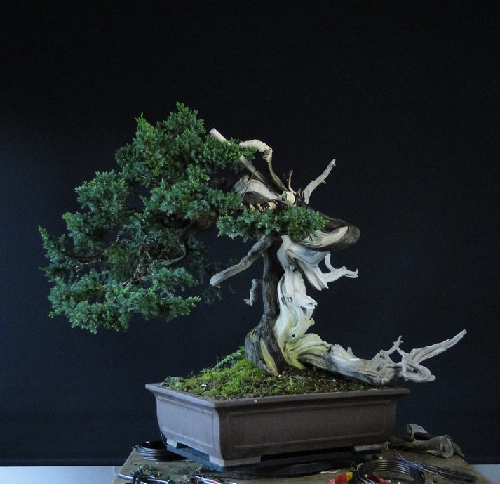Juniperus formosana 2007 (owner M.Škrabal) - first styling Ro_1810