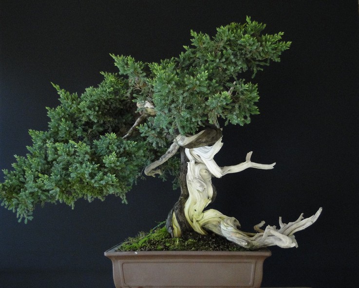 Juniperus formosana 2007 (owner M.Škrabal) - first styling Ro_710