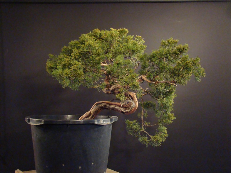 Juniperus sabina for my client 2010 Sane_110