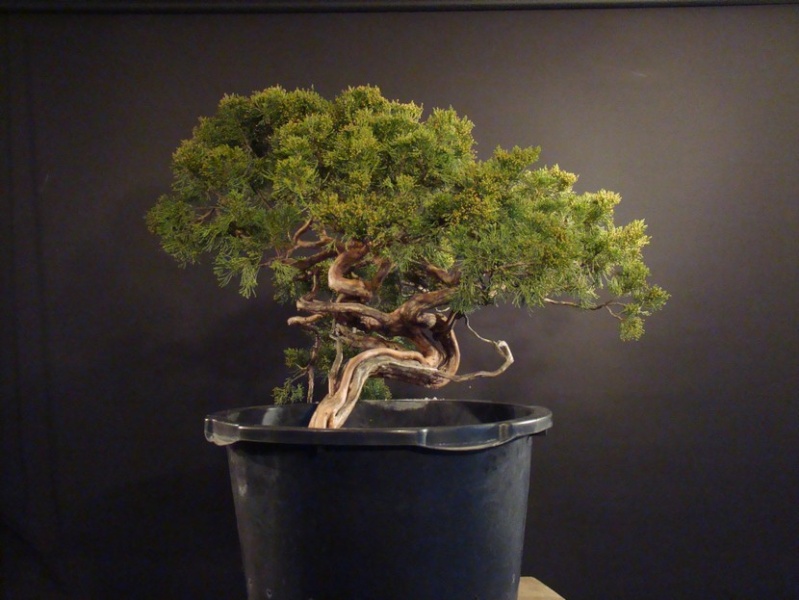 Juniperus sabina for my client 2010 Sane_210