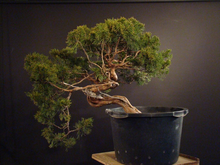 Juniperus sabina for my client 2010 Sane_310