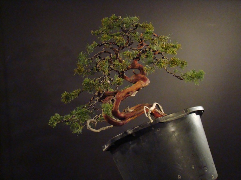 Juniperus sabina for my client 2010 Sane_710