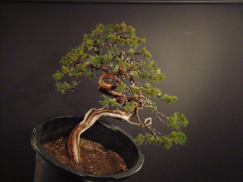 Juniperus sabina for my client 2010 Sane_910