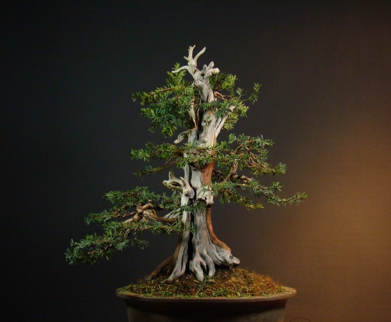 Taxus cuspidata - new styling Tm_510