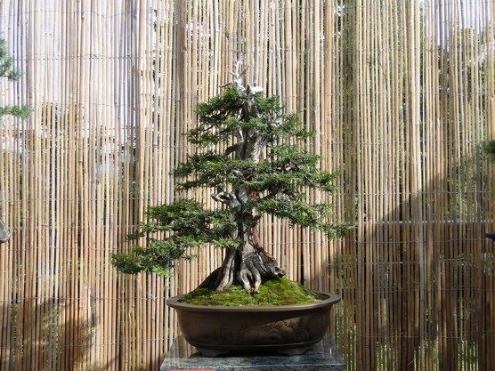 Bonsai Exhibition "Na Zvonici" Vyz_810