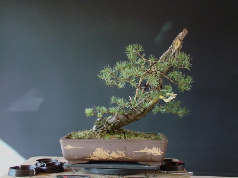 Pinus sylvestris - 2005 - Wing Wi_1010