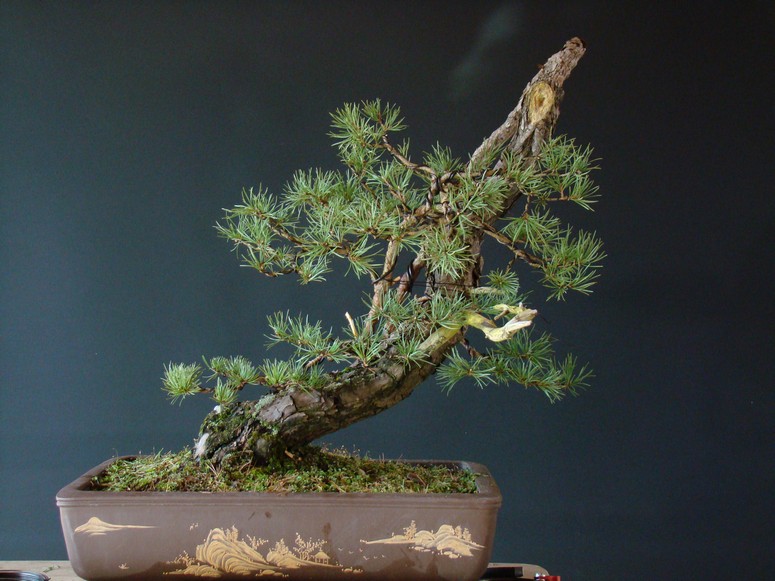 Pinus sylvestris - 2005 - Wing Wi_1110