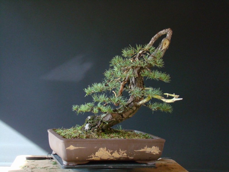 Pinus sylvestris - 2005 - Wing Wi_1310