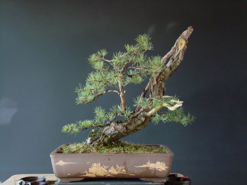 Pinus sylvestris - 2005 - Wing Wi_910