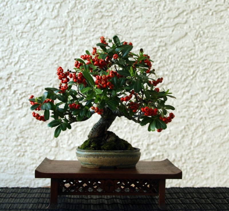 Show the Autumncolour from your bonsai - Page 2 2010_110