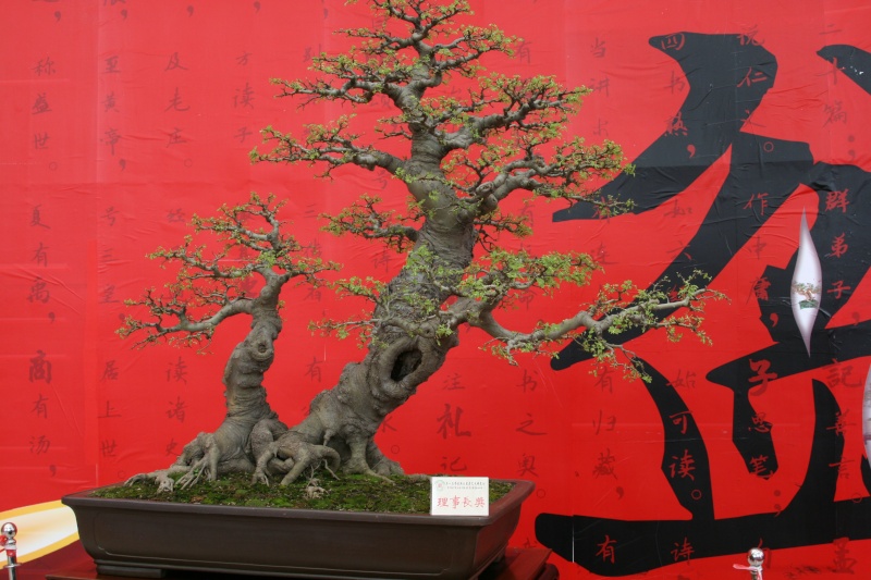 Guangdong Bonsai Exhibition - control -alt-delete your bonsai perceptions  China_10