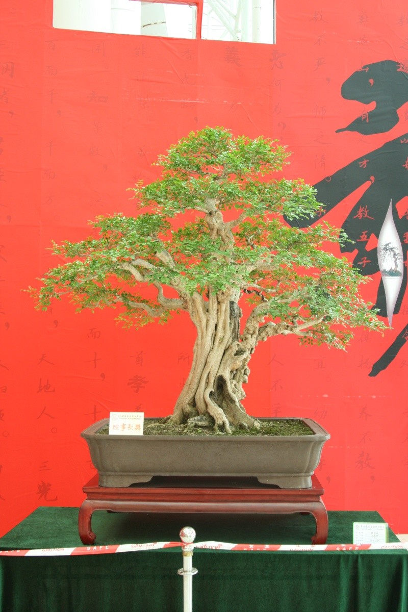 Guangdong Bonsai Exhibition - control -alt-delete your bonsai perceptions  China_11