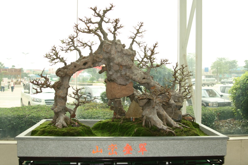 Guangdong Bonsai Exhibition - control -alt-delete your bonsai perceptions  China_13