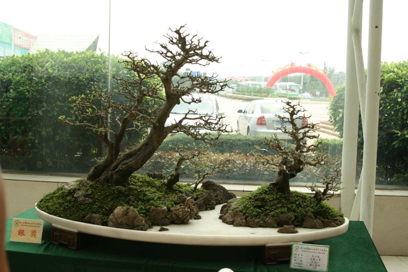Guangdong Bonsai Exhibition - control -alt-delete your bonsai perceptions  China_14