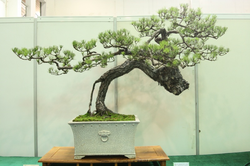 Guangdong Bonsai Exhibition - control -alt-delete your bonsai perceptions  China_16