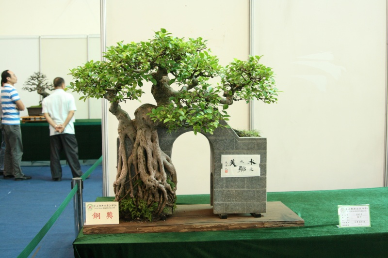 Guangdong Bonsai Exhibition - control -alt-delete your bonsai perceptions  China_17