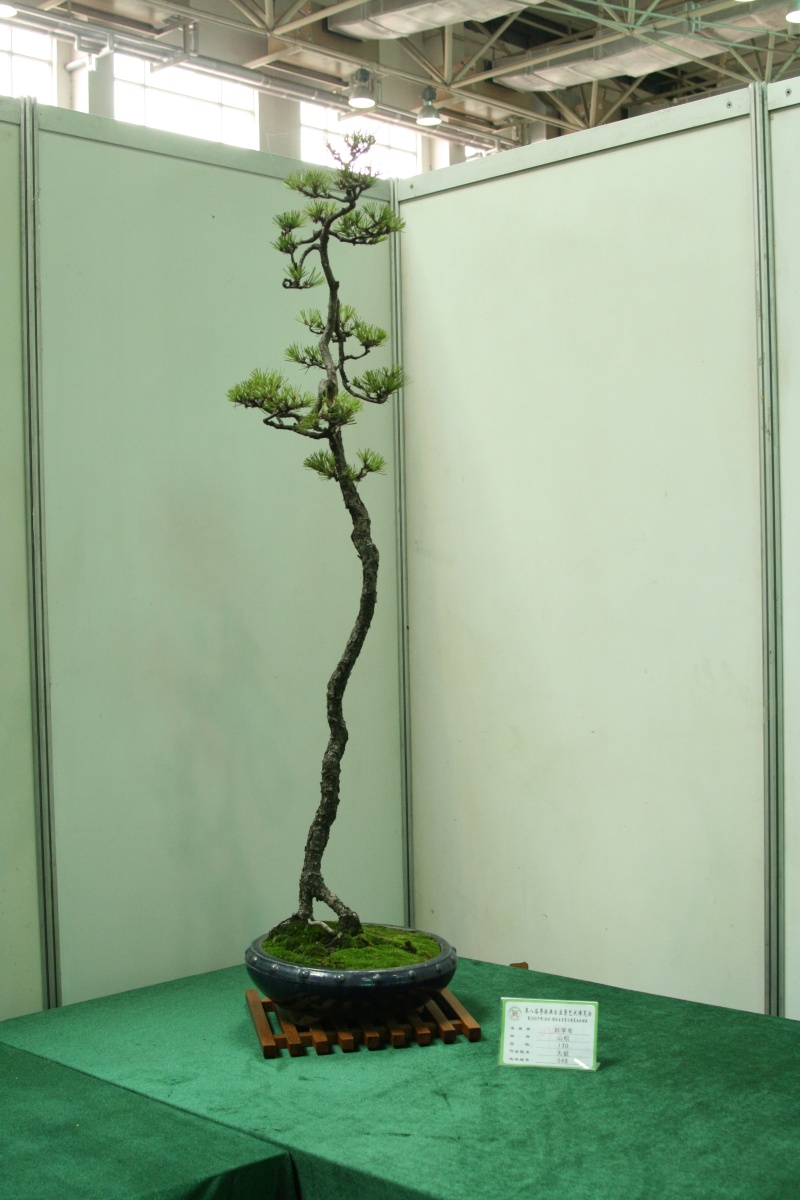 Guangdong Bonsai Exhibition - control -alt-delete your bonsai perceptions  China_19
