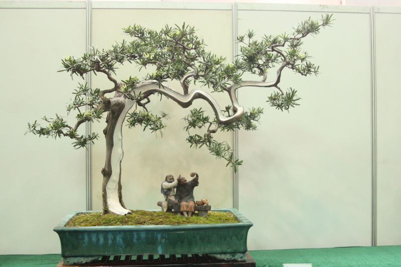 Guangdong Bonsai Exhibition - control -alt-delete your bonsai perceptions  China_22