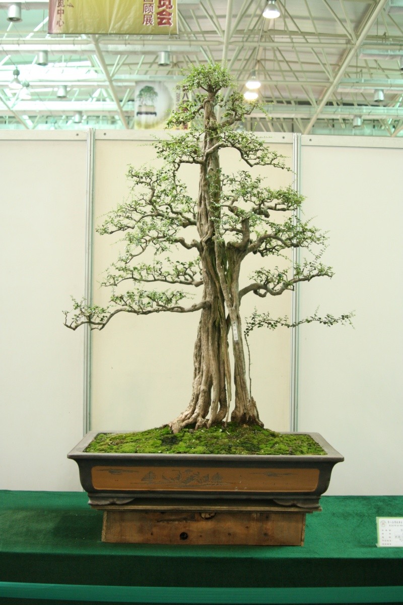 Guangdong Bonsai Exhibition - control -alt-delete your bonsai perceptions  China_23