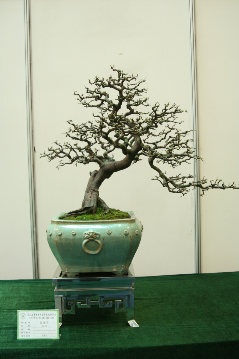 Guangdong Bonsai Exhibition - control -alt-delete your bonsai perceptions  China_24