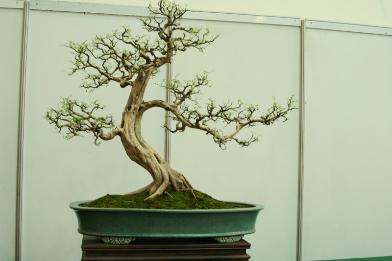 Guangdong Bonsai Exhibition - control -alt-delete your bonsai perceptions  China_25