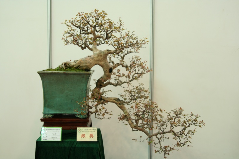 Guangdong Bonsai Exhibition - control -alt-delete your bonsai perceptions  China_29