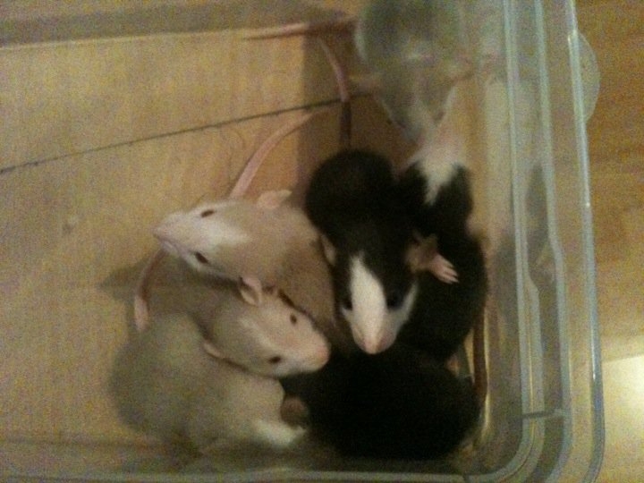 reste 7 monstropouiks husky champagne et noir dumbouilles 21602410