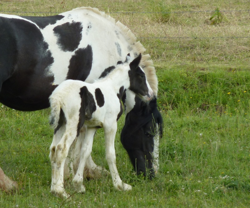 11- 70 IC... Bianka du Majestic ( Gypsy X Altaïr ) P1060717