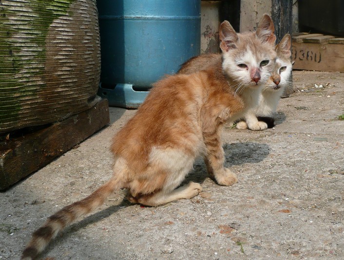 SOS pour 13 chats et 2 chiens à Villeparisis - 77 Cdg11021