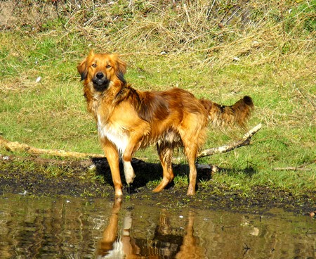  Chaussette,  xborder 2 ans et demi (86) troupeau/agy..? [ enc cours d'adoption] Chauss10