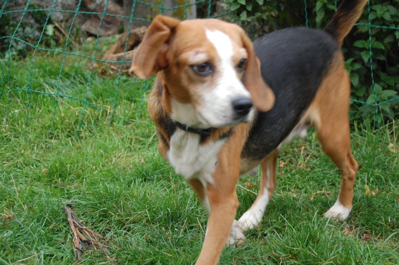 ALYZEE, beagle femelle, 3 ans 1/2 (86) Dsc_7211