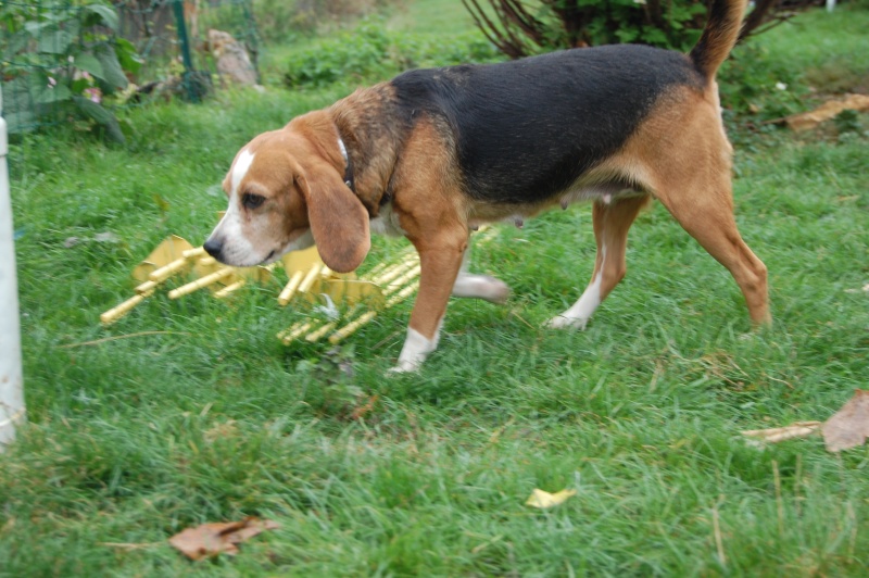 ALYZEE, beagle femelle, 3 ans 1/2 (86) Dsc_7213