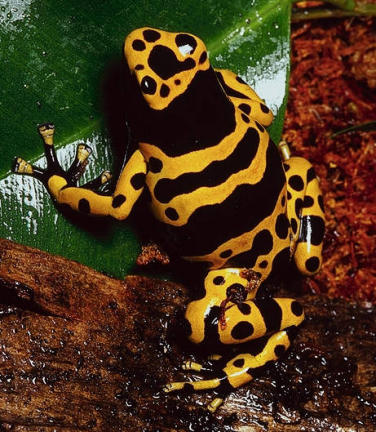 fiche Dendrobates Leucomelas(source internet) Leucom10