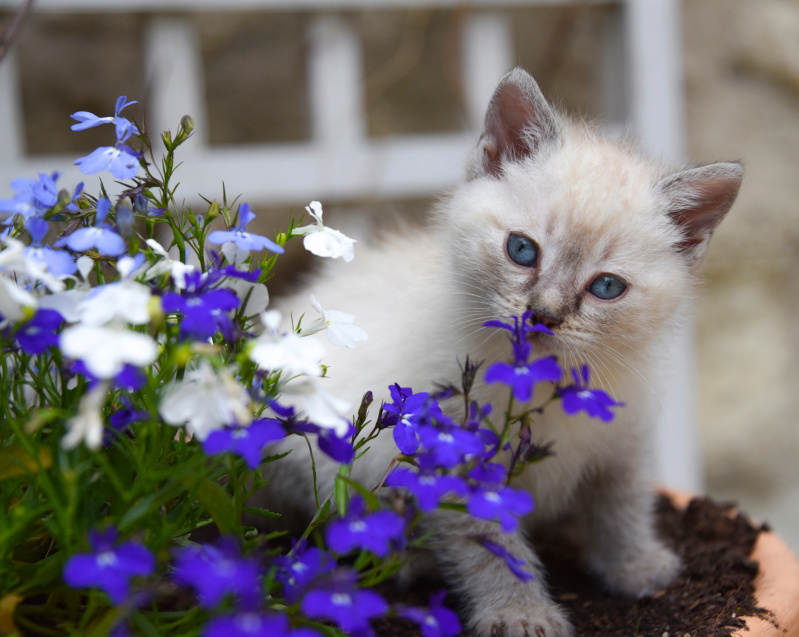 Le studio des photographes - Page 15 Chat_p10