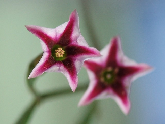 un fleur jolie [ Adromischus ] Adromi12