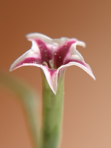 un fleur jolie [ Adromischus ] Adromi15