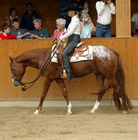 Saillies 3 étalons lignées Pleasure et Hunter Tangow10