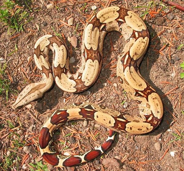 Boa Constrictor : Sous-espèces et localités Bcc_br10