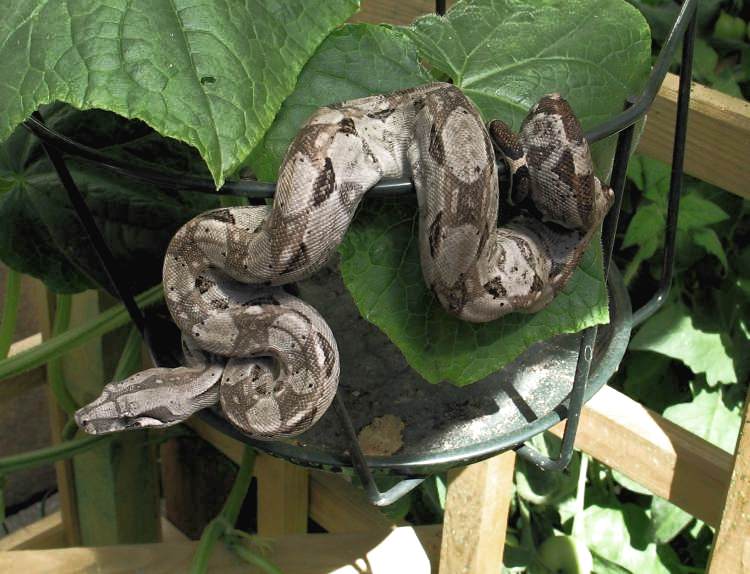 Boa Constrictor : Sous-espèces et localités Bci_am10