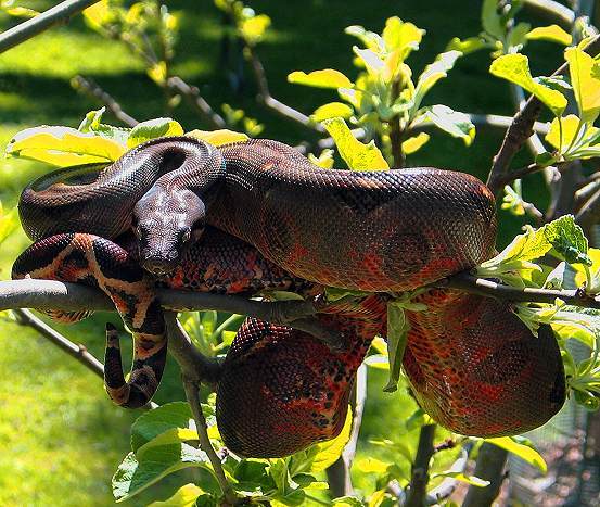 Boa Constrictor : Sous-espèces et localités Bci_ba11