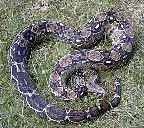 Boa Constrictor : Sous-espèces et localités Bci_me10
