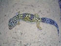 Eublepharis macularius (gecko léopard) Gecko_10