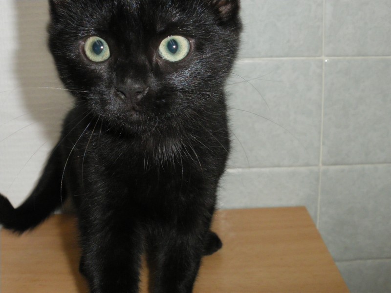 Cixi, châton femelle de 2-3 mois, à adopter Imgp1414