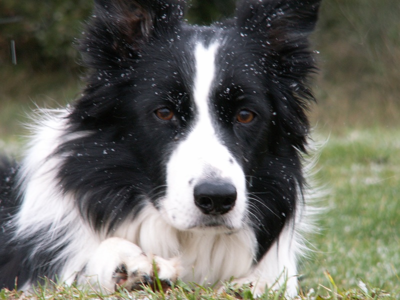 Mon chien a bientot 12 ans Pict0010