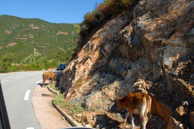 Corse des Caribous Ste_2814